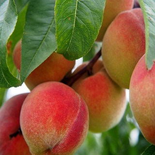 [나무의모든것] 복숭아나무묘목 접목묘목 경봉 백도 황도 천도 신비복숭아 망고복숭아, 망고복숭아 접목2년생 중묘, 1개