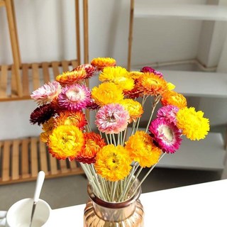 幹花小雛菊 七彩菊花束擺件 真花客廳房間裝飾 拍照道具 家居擺設, 1個, 30枝麥稈菊(無瓶)