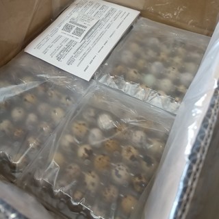 原興鵪鶉 菁英鮮鶉蛋 28盒*30顆共840顆 烤鳥蛋 農場直送 犬用點心, 1個, 10g