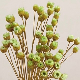 現貨 50支 巴西快樂花乾燥花束 不凋花永生花 拍照道具 室內擺飾 乾燥花材 餐桌裝飾 進口乾燥花 居家佈置, 綠色/50支