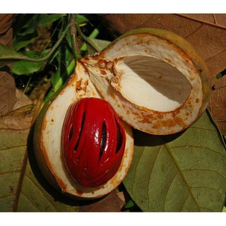 肉豆蔻純精油, 1個, 50ml