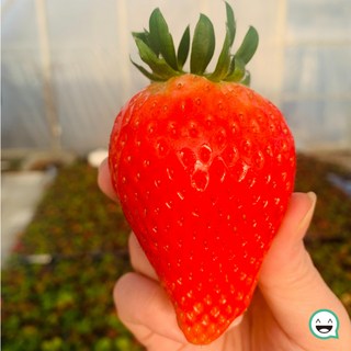 킹스베리 왕 딸기 고당도 생딸기, 1개, 논산 생 딸기 킹스베리 800g (10-14과) 대왕특