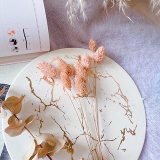 萬花。瞳 乾燥花素材- 進口不凋加那利 (粉膚）乾燥花束/婚禮佈置/手作素材/新娘捧花/新娘頭圈客製（現貨）超低價, 粉膚