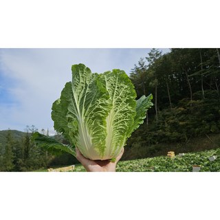 [신규입점] HACCP인증 해남절임배추 휘파람골드 겨울왕국 천일염 황금김장절임배추 국내산배추, 1개, HACCP 해남 절임배추 20kg (6-9포기)