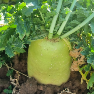 [타임세일] 제주도 세척 월동 무우, 1박스, 3kg