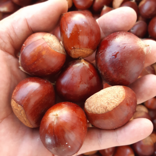 한정특가 제철맞은 공주부여 햇밤 국내산 생 밤, 1개, 5kg