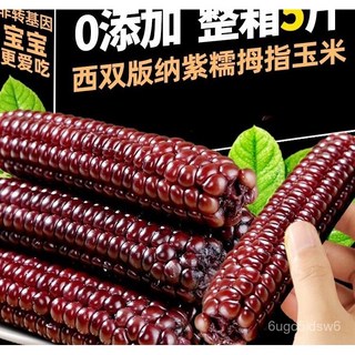 雲南西雙版納黑糯玉米 開袋即食 新鮮拇指代餐玉米 早餐甜糯黑玉米, 1個, 淨重1斤（8-12）,紫色拇指玉米富含花青素