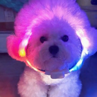 모츄츄 강아지 LED 레인보우 목걸이 등야간 강아지 산책방수 6종 조명, 1개, 백