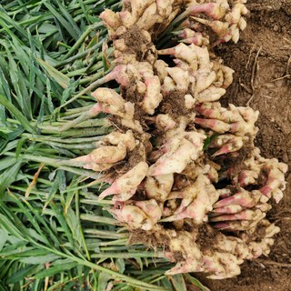 생강 햇생강 흙생강 특품 영주 국산, 1개, 흙생강(특품/비세척) 10kg