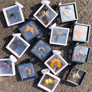標本盒 蝴蝶標本展示框 昆蟲標本壓克力中空相框 立體禮物盒, 1個, 黑色盒子11*11cm【帶底座】