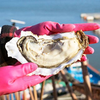 [압도적싱싱함] 제철 섬진강 벚굴 자연산 생 바위굴, 1박스, 3kg