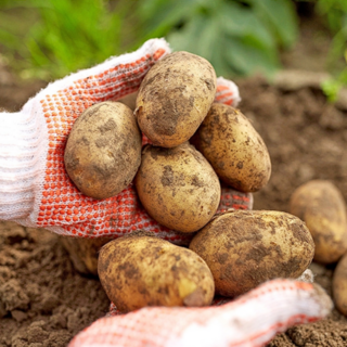 맛품 국내산 노지 햇감자 수미 감자, 1개, 3kg 중