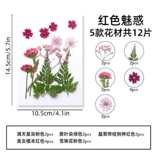 【貼臉壓花系列】花包組合 真花壓花 永生花 森林系少女寫真 壁畫 DIY水晶滴膠 乾燥花 植物標本, 3.紅色魅惑