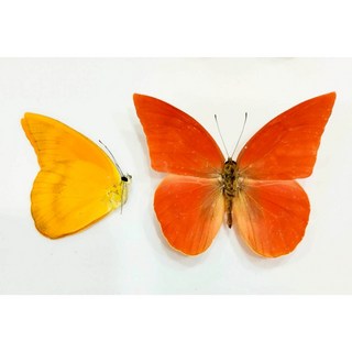 蝴蝶標本A1 紅尖粉蝶 未展翅乾貨-昆蟲標本收藏、教學展示