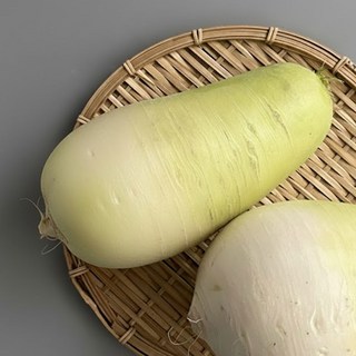 제주 월동무 씻어나온 무 아삭하고 단단한 겨울무 세척무, 1개, 10kg