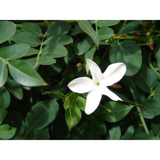 大花茉莉純精露 1000ml, 1個