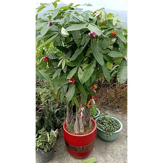 馬拉巴利發財樹 1800元/盆 自取