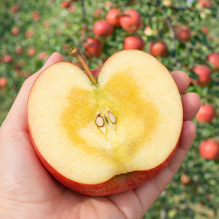 [25박스한정] 오늘만특가 청송 부사 사과, 1박스, 10kg