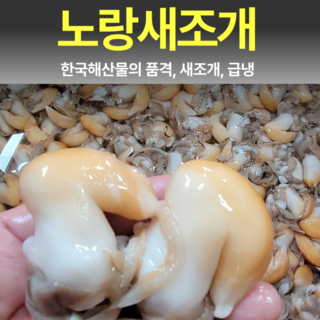 [생물급냉]입안에서 퍼지는 바다의 단맛 노랑새조개 입고!, 1세트, 400g