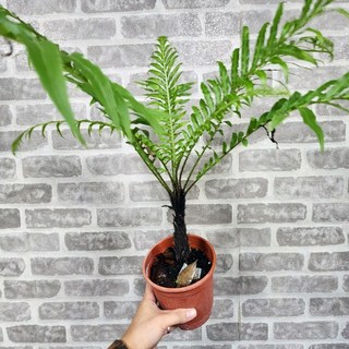 P老闆園藝 火山美人蕨 5吋盆, 1個