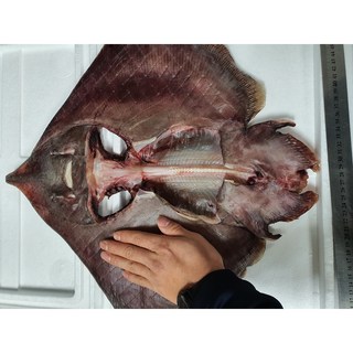 건조가오리 홍어 등태기 가오리찜, 중 사이즈 40cm 이상 2미, 1개