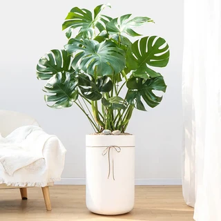 드셀플라워 금전수 돈나무 개업 화분 집들이 선물 승진 사무실 이전 병원 개원 식당 개업식 축하 화분 배달 당일배송 73.특대형_몬스테라 흰색원형 경량화분, 73.특대형_몬스테라 흰색원형 경량화분x1