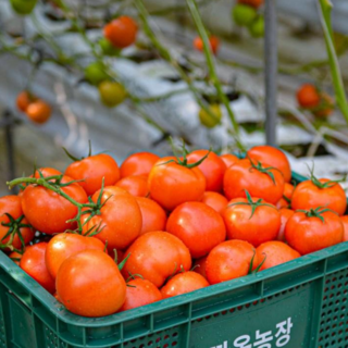 [최상품] 따자마자 바로! 완숙찰토마토 유럽종 농장직송! 초신선!, 1박스, 정품중과5KG