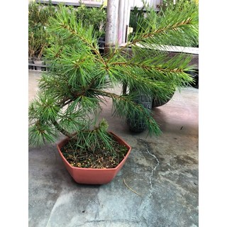 霏霏園藝 五葉松盆栽 居家綠意點綴 6吋六角盆栽, 1個, 6吋六角盆700元