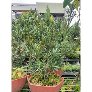 霏霏園藝 雀舌羅漢松, 1個