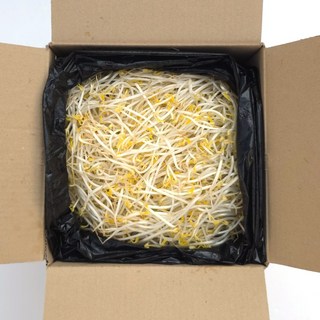 클릭마켓 아삭한 숙주나물, 1박스, 3.5kg