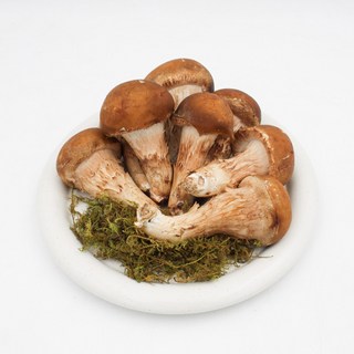 [무농약 인증] 국내산 참송이버섯, 1박스, 500g (중품)