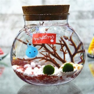 包郵marimo海藻球水培植物海藻球微景觀生態瓶苔蘚創意盆栽玻璃瓶pd, 男寶款帶燈（紅白2歲2顆）, 1個
