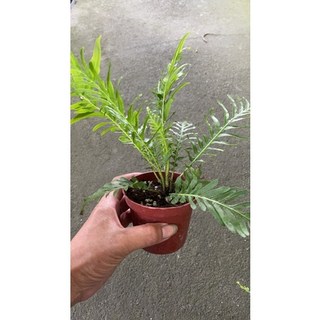 霏霏園藝美人蕨3吋盆栽特價：清新綠意，輕鬆妝點您的居家空間, 1個