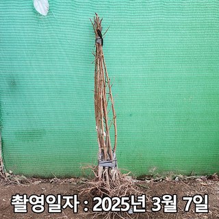 충주원예조경 / 천도복숭아 / 신비 / 접목1년(특묘) / 1등묘, 1개