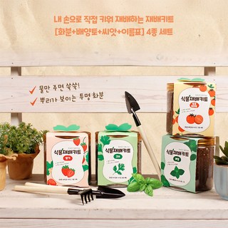 채소키우기 식물재배키트 토마토 딸기 고수 바질 재배, 09파슬리