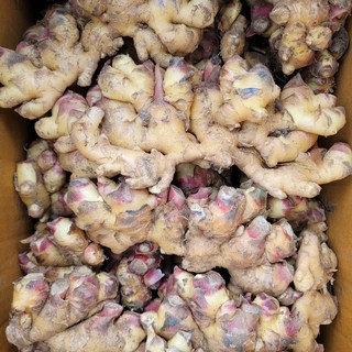 2024 햇 생강 경북 안동 예천 영주 봉화 10kg, 1개, 생강 중품 10kg(가정/식당용)