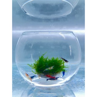 MOSS水草生態瓶（生命教育 適合給小孩學習飼養） 陰性水草 莫斯 造景 玻璃瓶 小榕 默思, 1個