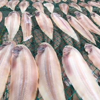 청정지역 군산 산지직송 반건조 박대, 1박스, 중 (28~30cm) 5미