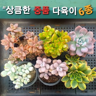 매혹적인 다육이 모음 다육식물 다육, [상큼 중품 다육이 6개세트]