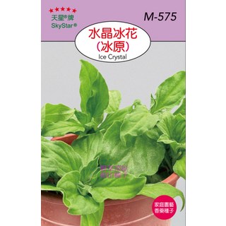 天星牌水晶冰花種子 (冰原) M-575，野菜部屋家庭園藝香藥種子, 1個