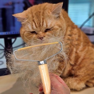 요미픽 반려동물 털 제거기 13 x 15 cm, 혼합색상, 1개