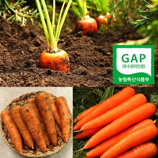 청년농부 제주 구좌당근 산지직송, 1개, 세척당근(특품) 5kg