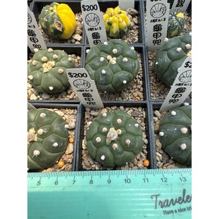 MC多肉園 嚴選仙人掌盆栽 多款可選 多肉植物 居家辦公室綠植裝飾, 1個, 龜甲兜, 綠色