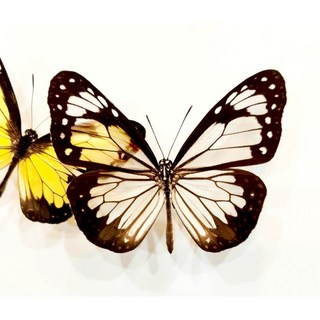 蟲新發現 蝴蝶標本A1 Parantica vitrina vitrina 單隻未展翅乾燥標本, 已展翅成品