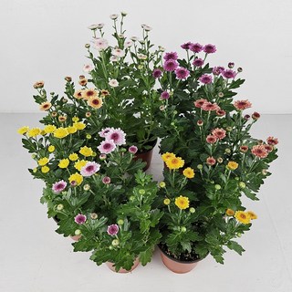 아비가든 겨울 미니국화 5종+화분받침 (꽃많음) 노지월동 생화 꽃화분 에그국화 국화꽃 국화축제, 1개