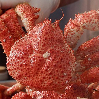 한농식 자연산 스노우 레드크랩 자숙 냉동 레드킹크랩, 1박스, 1.2kg