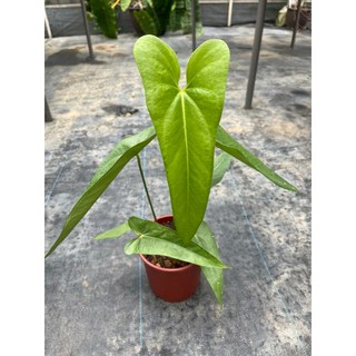 維拉火鶴 5吋盆栽 室內淨化空氣綠植, 詳見包裝, 詳見包裝