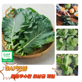 [굿피플] 케일 케일쌈용 친환경케일 쌈채소 [쌈용], 1박스, 2kg
