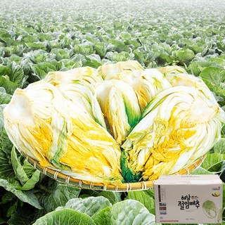 해남 절임배추 10kg 20kg 프리미엄 배추 휘파람 골드 품종 GAP인증 90일배추 신안천일염 산지직송, 1박스, 지정일 배송, 절임배추(7~9포기)