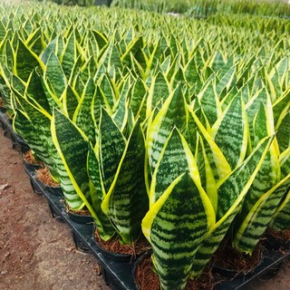 서비내 산세베리아 슈퍼바 소형 공기정화식물 농장직영, 1개